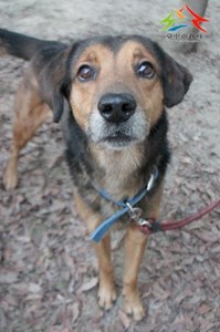 11412206003認養-99994