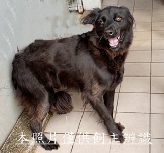 11501090021收右剪耳中長毛