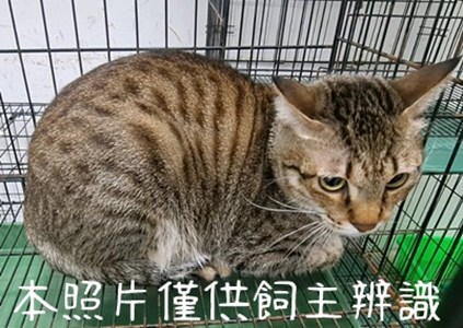 11501106008＿3-6棄養