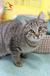 11501106006認養-91