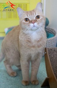 11412206004認養-993