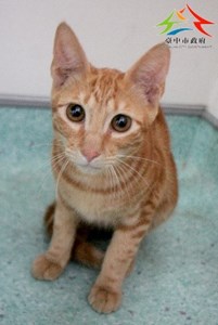 11412246002認養-94