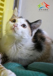 11412088007認養-98