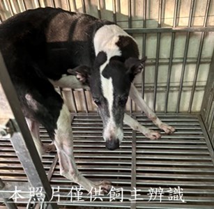 11501190019收40-3靈提犬