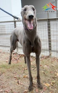 11501166011認養-999