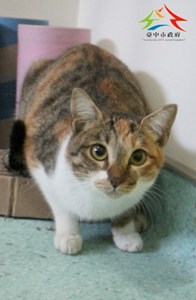 11501276004認養-96