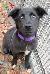 11501246007認養997