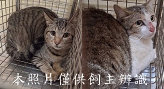 11502020005-6收-tile