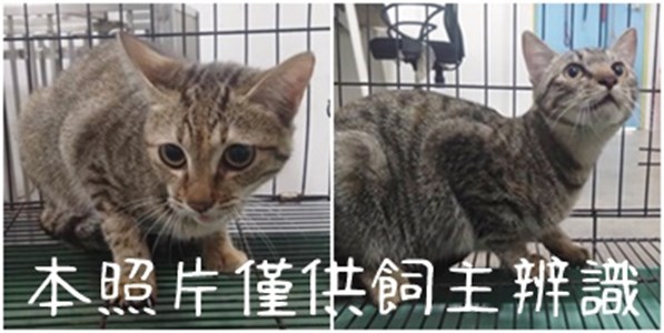 11502026005-6貓