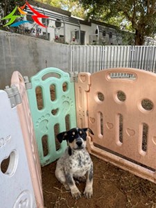 LLFpdHL38fwq89gIK24Feg