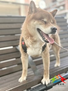 11501206003 吉美 (10)