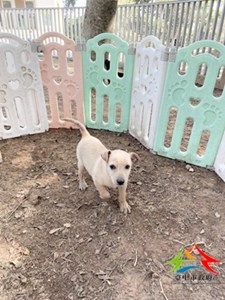 11412068008 吉美 (3)