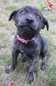 11412196003認養-93