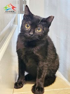 11411298010開-6 (4)