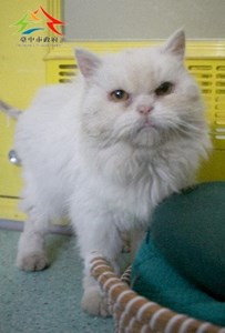 11501136001認養-991