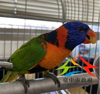 開放認養11502038006