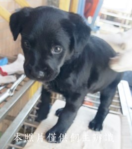 11502120003收-幼13