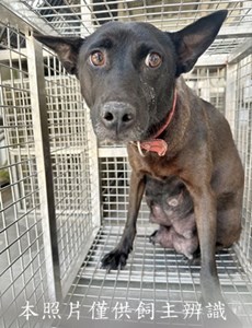 11502260011收愛4下