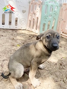 11501088007 東南 (1)