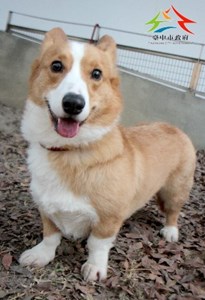 11502056002認養-992