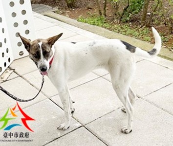 11502070005收棄開 41