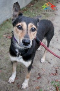 11503026004認養-997