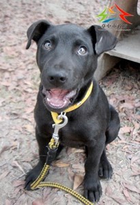 11502056001認養-9997