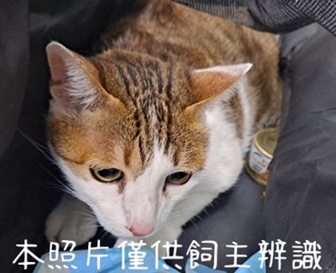 11503106005-3-28棄養