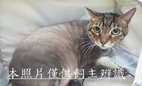 11503120018收-棄貓