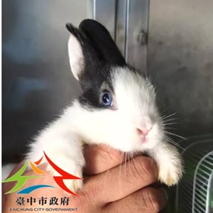 11411058003兔_鼓勵認養