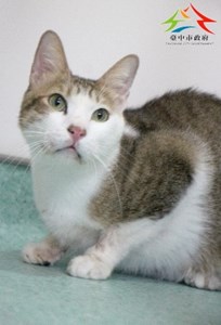 11412236003認養-93