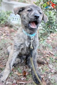 11503166001認養-994