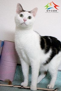 11503030031認養-96