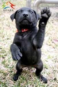 11503308006認養黑公皮差-91