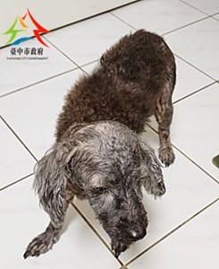 11501190014開布丁