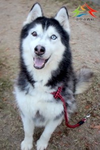 11502136001認養-9991