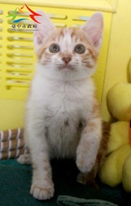 11503048014認養-91