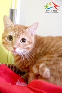 11503220007認養-991