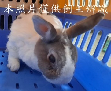 11504288002兔子