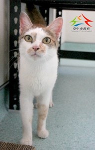 11504110011認養-95
