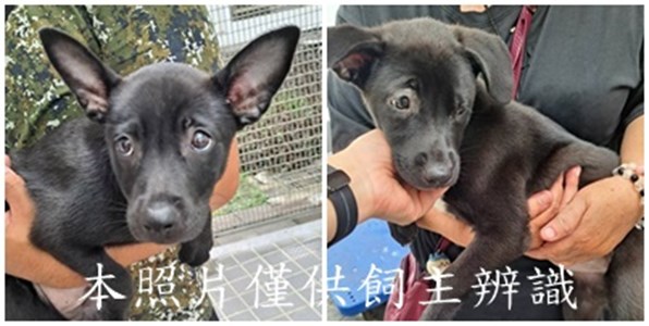 11506086003-4狗