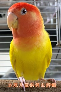 11506158009 收容公告