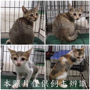 11506176001-4貓