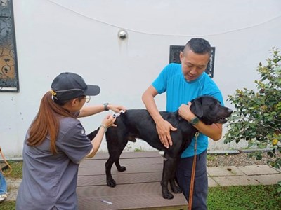Police dog receiving a vaccination
