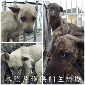 11507016004-7狗
