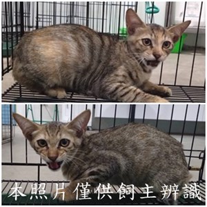 11507256009-10貓