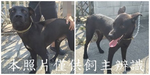 11508046005-6狗