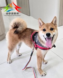 11507290036毛