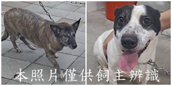 11508066013-14狗
