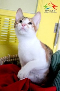 11508076003認養